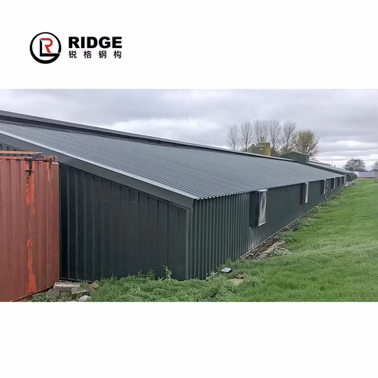 Pollaio per uova semiautomatico fatto in casa in acciaio di alta qualità con attrezzatura